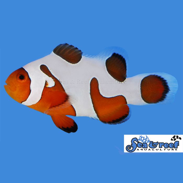Sea & Reef DaVinci Ocellaris Extreme Clownfish 