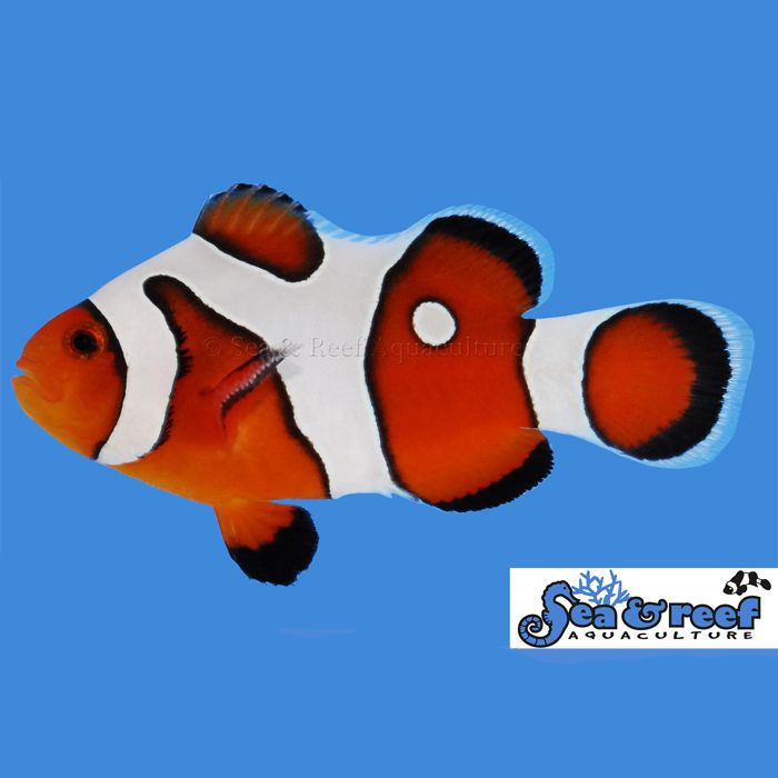 Sea & Reef DaVinci Ocellaris Grade A Clownfish