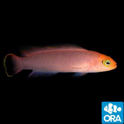 ORA Captive Bred Elongate (Pseudochromis elongatus)