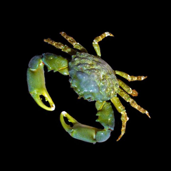 Emerald Crab, Mithrax sculptus