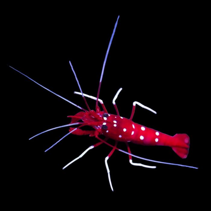 Fire Shrimp, Lysmata debelius