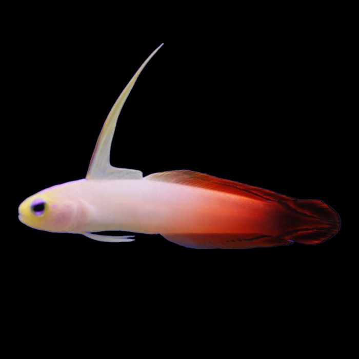 Firefish Goby, Nemateleotris magnifica