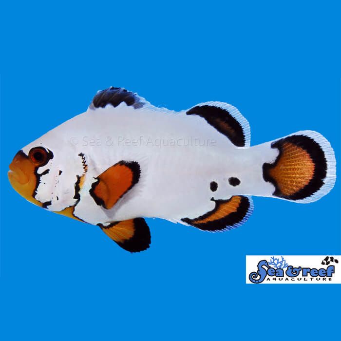 Sea & Reef Flurry Clownfish