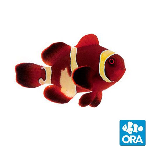 Goldflake Maroon Clownfish (Amphiprion biaculeatus)