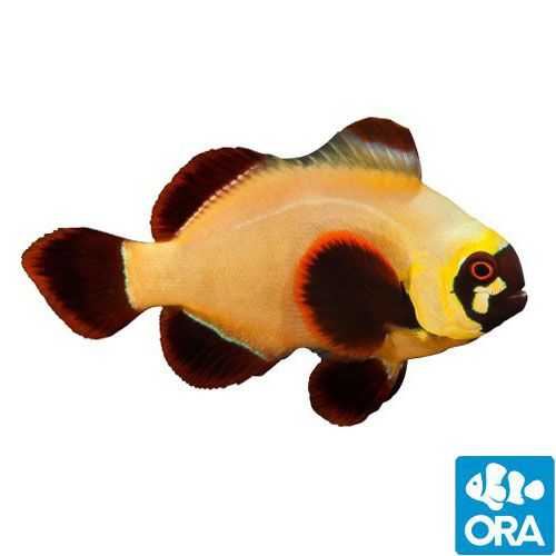 Gold Nugget Maroon (Amphiprion biaculeatus)