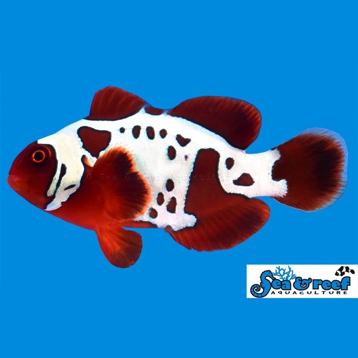 Sea & Reef Gold Lightning Maroon Clownfish