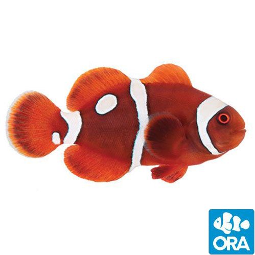 Gold Dot Maroon (Amphiprion biaculeatus)