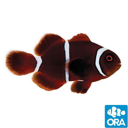 Gold Stripe Maroon (Amphiprion biaculeatus)