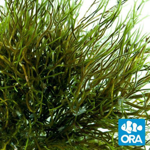 ORA Aquacultured Green Gracilaria