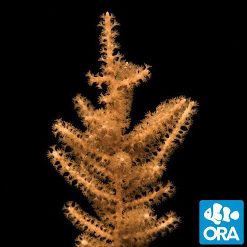 ORA Aquacultured Grube’s Gorgonian (Pinnigorgia flava)