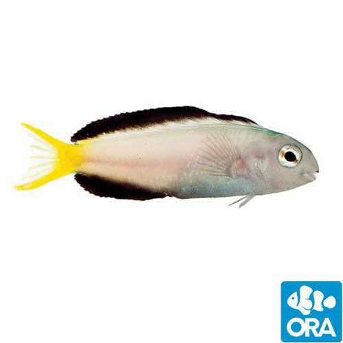 ORA Captive Bred Harptail Blenny (Meiacanthus mossambicus)