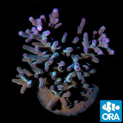 ORA Aquacultured Hawkins Echinata (Acropora sp.)