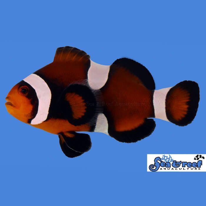 Maine Mocha Clownfish