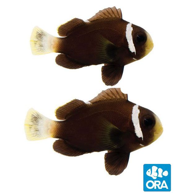 ORA Captive Bred McCullochi Clownfish Pair