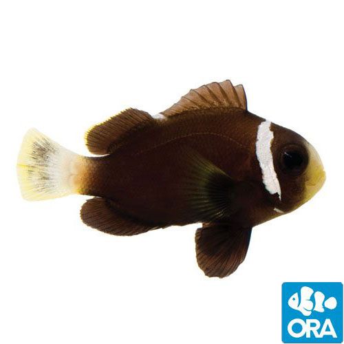 ORA Captive Bred McCullochi Clownfish