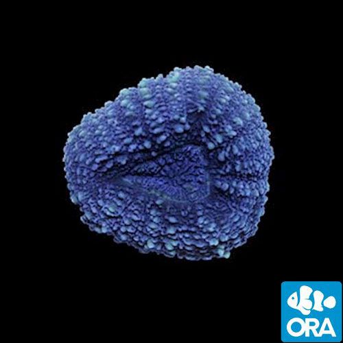 ORA Aquacultured Marshall Island Brain Coral