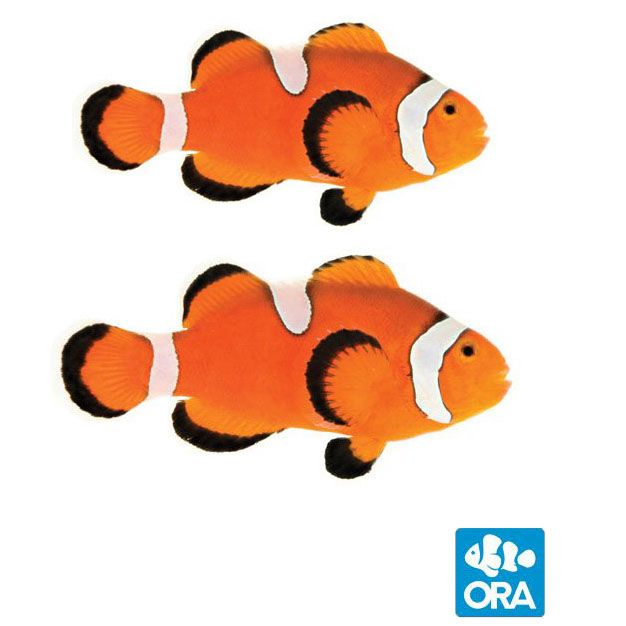 ORA Misbar & Extreme Ocellaris Clownfish Pair