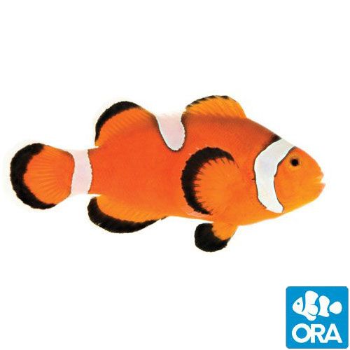 ORA Misbar & Extreme Ocellaris Clownfish