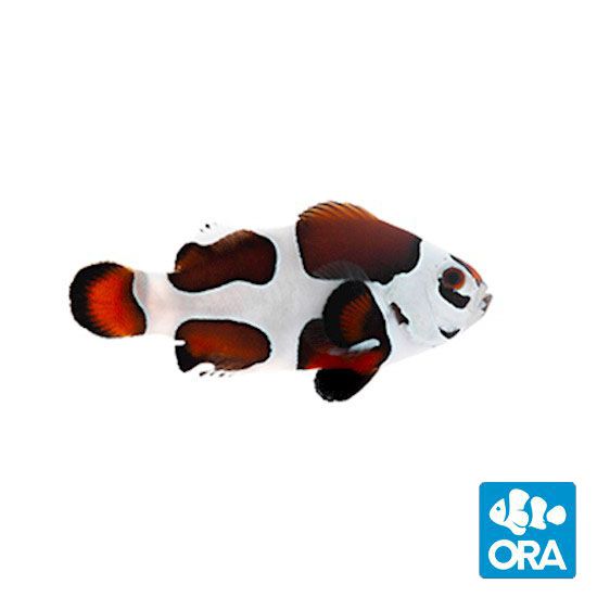 ORA MOCHA STORM OCELLARIS (AMPHIPRION OCELLARIS)