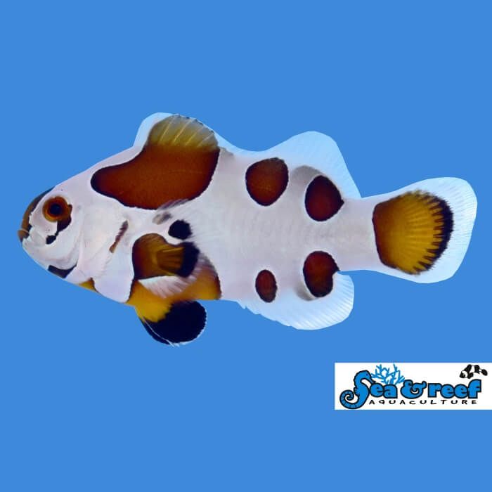 Sea & Reef Mocha Storm Clownfish