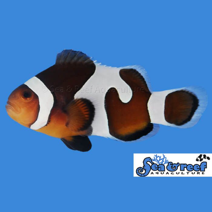 Sea & Reef MochaVinci Grade B Clownfish