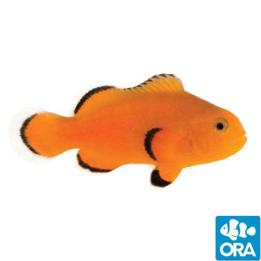 ORA Naked Ocellaris Clownfish (Amphiprion ocellaris)