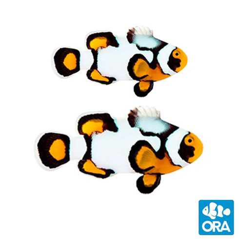 ORA Captive Bred Nebula Clownfish Pair