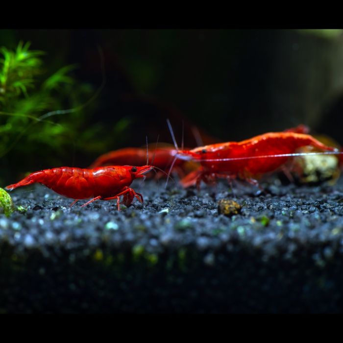 Neocaridina davidi - Red Cherry Shrimp