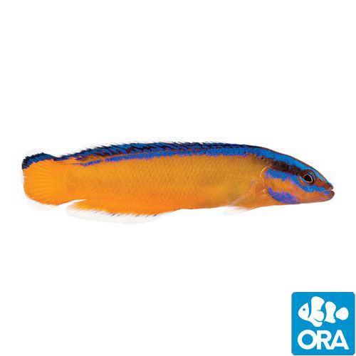 ORA Captive Bred Neon (Pseudochromis aldabraensis)