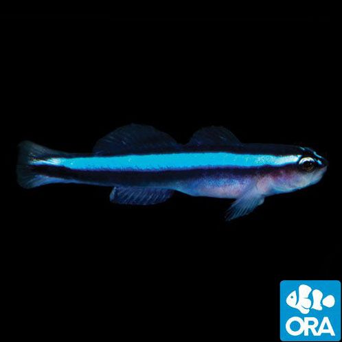 ORA Captive Bred Neon Goby (Elacatinus oceanops)