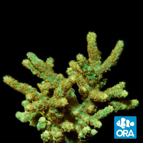ORA Aquacultured Neon Green Sinularia (Sinularia sp.)