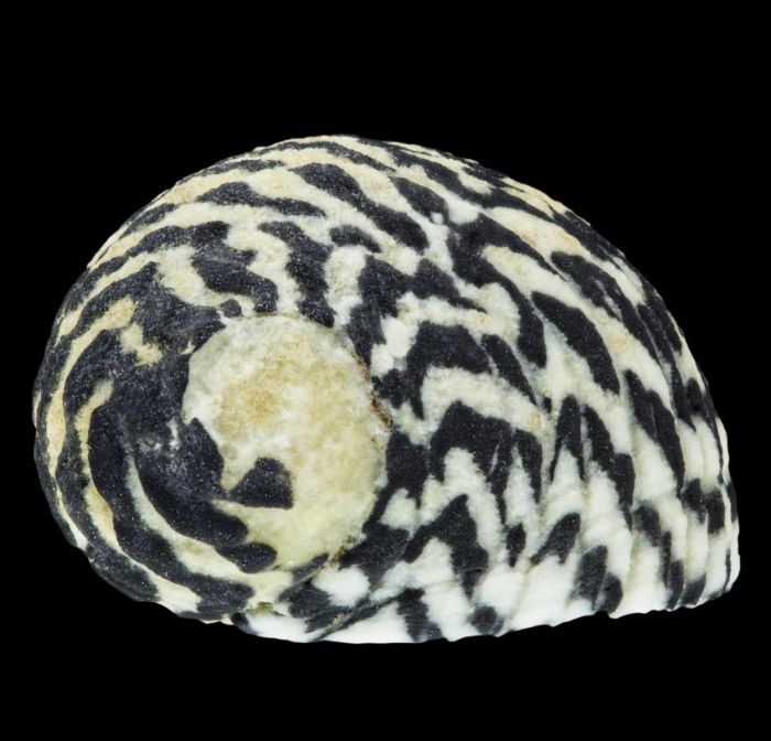 Checkered Nerite Snails
