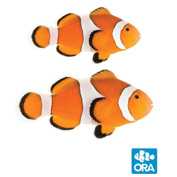 ORA Ocellaris Clownfish Pair (Amphiprion ocellaris)