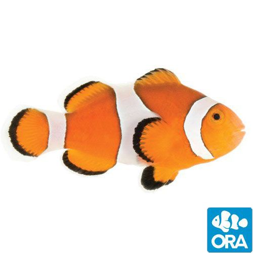 ORA Ocellaris Clownfish (Amphiprion ocellaris)
