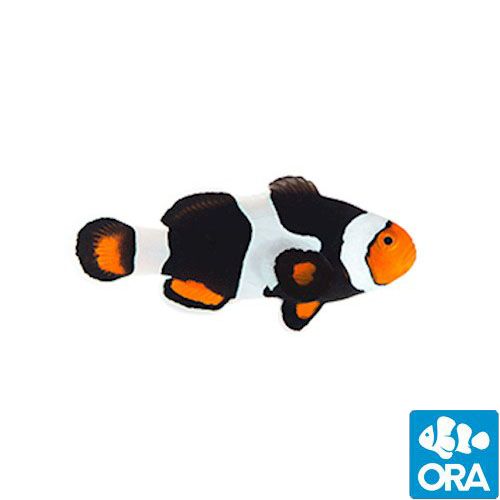 ORA Onyx Percula Clownfish
