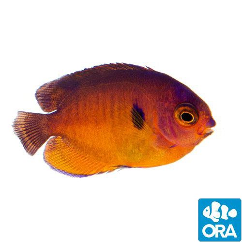 ORA Captive Bred Coral Beauty Angelfish (Centropyge bispinosa)