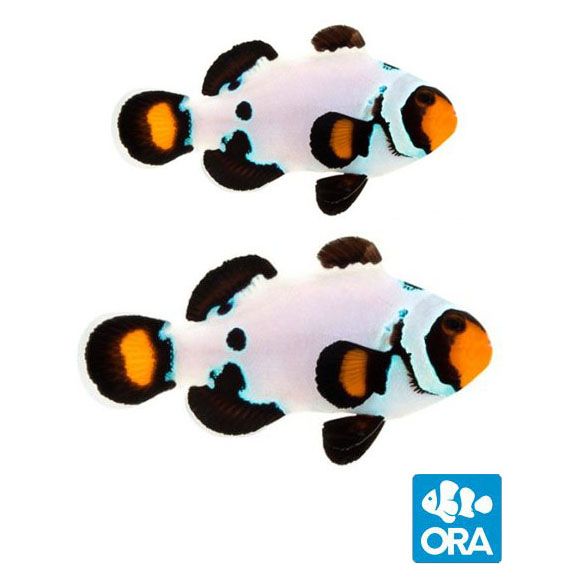 ORA Frostbite Clownfish Pair