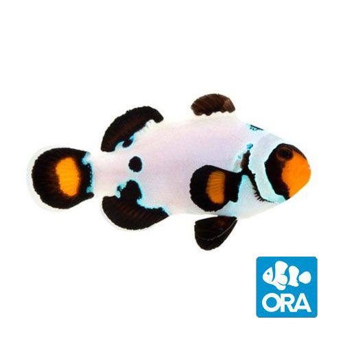 ORA Frostbite Clownfish