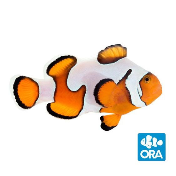 ORA Captive Bred Gladiator Clownfish