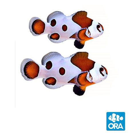 ORA Captive Bred Orange Storm Clownfish Pair