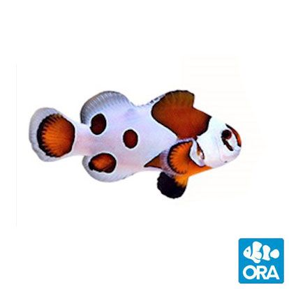 ORA Captive Bred Orange Storm Clownfish