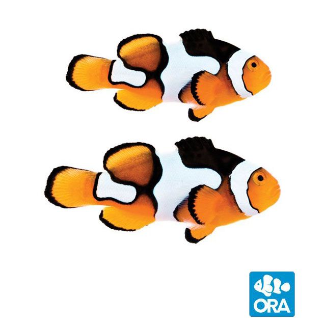 ORA Picasso Clownfish Pair (Amphiprion percula)
