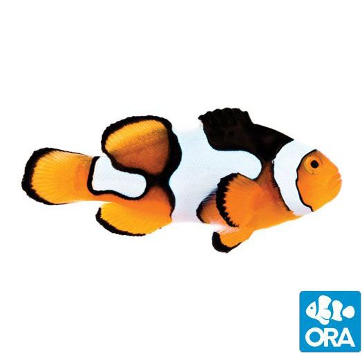 ORA Captive Bred Picasso Clownfish