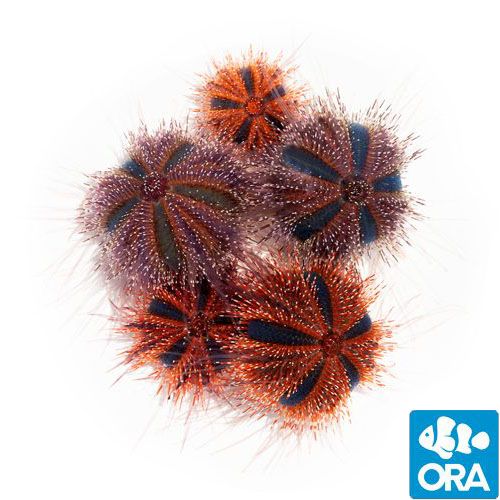 ORA Tuxedo Urchins (Mespilia globulus)
