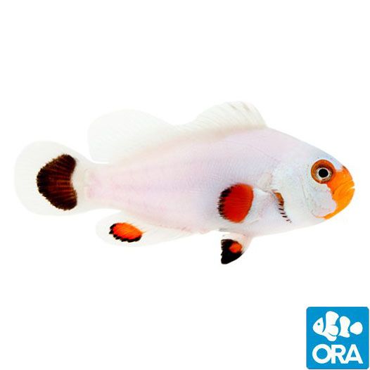 ORA Wyoming White Clownfish (Amphiprion ocellaris)