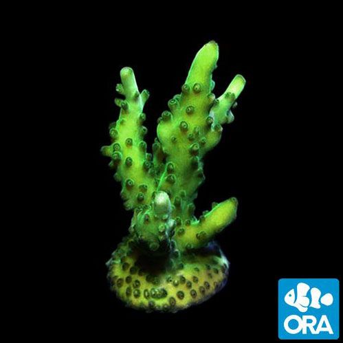 ORA Aquacultured Green Velvet (Acropora sp.)