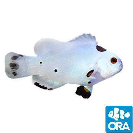 ORA Captive Bred Hybrid Storm Clownfish