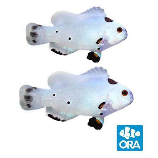 ORA Captive Bred Hybrid Storm Clownfish Pair