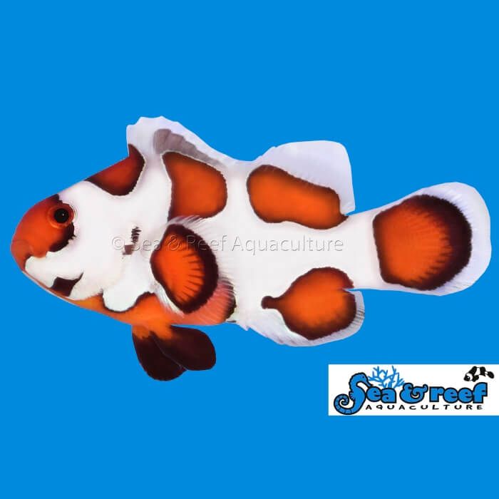 Sea & Reef Orange Storm Clownfish