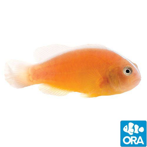 ORA Orange Skunk Clownfish
